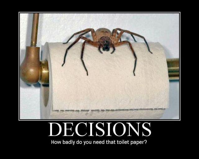 big-scar-spider-sitting-on-roll-of-toilet-paper.jpg